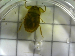 Ambrysus