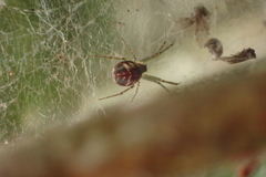 Neriene fusca