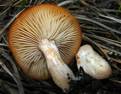 Clitocybe albirhiza