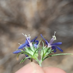 Eriastrum sapphirinum