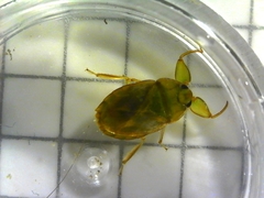 Ambrysus