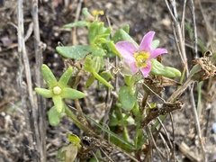 Sabatia arenicola