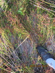 Juncus bulbosus