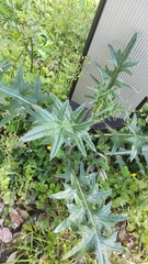 Cirsium vulgare