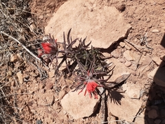 Castilleja scabrida