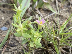 Sabatia arenicola