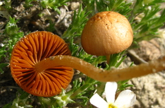 Conocybe coprophila