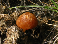 Conocybe coprophila