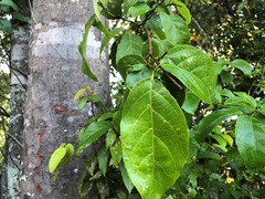 Mallotus claoxyloides