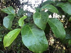 Mallotus claoxyloides