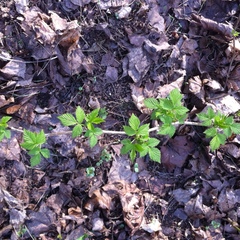 Rubus idaeus