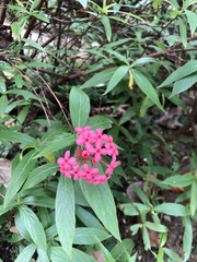 Arachnothryx leucophylla