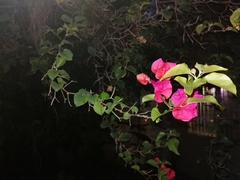 Bougainvillea