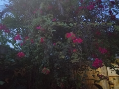 Bougainvillea