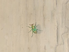 Coniatus splendidulus