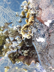 Zonaria aureomarginata