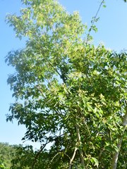 Heliocarpus pallidus