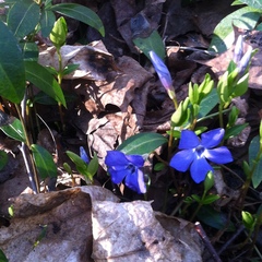 Vinca minor