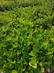 Ficus microcarpa latifolia