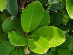 Ficus microcarpa latifolia