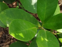 Ficus microcarpa latifolia