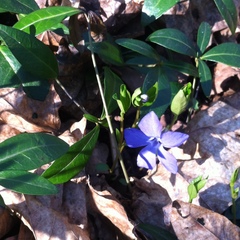 Vinca minor