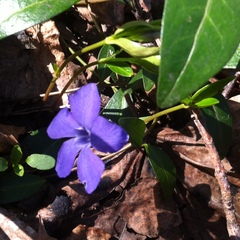 Vinca minor