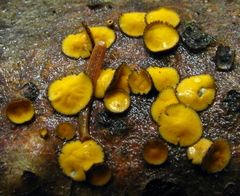 Lachnellula arida