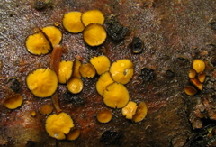 Lachnellula arida