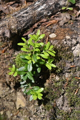 Buxus colchica
