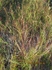 Juncus bulbosus