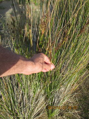 Juncus bulbosus