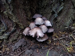 Fungi