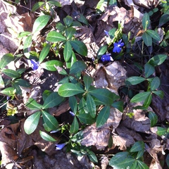 Vinca minor