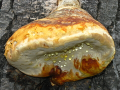 Fomitopsis schrenkii