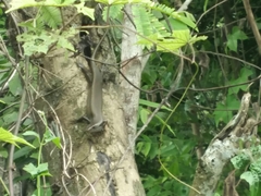 Eutropis multifasciata