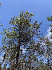 Pinus contorta bolanderi