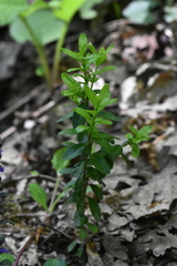 Buxus colchica
