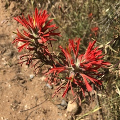 Castilleja subinclusa
