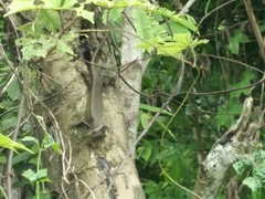 Eutropis multifasciata