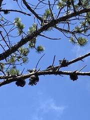 Pinus contorta bolanderi