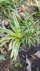 Liriope muscari