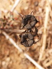 Lampranthus sociorum