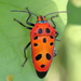 Mallotus Harlequin Bug - Photo (c) Graham Winterflood, some rights reserved (CC BY-SA)