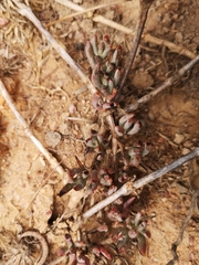 Lampranthus sociorum