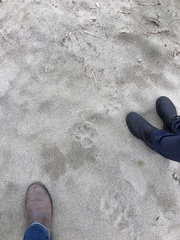 Canis lupus crassodon