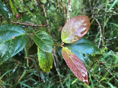 Mallotus claoxyloides