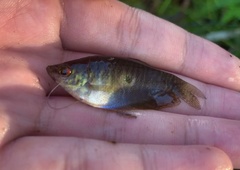 Trichopodus trichopterus