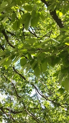 Magnoliopsida
