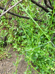Sairocarpus vexillocalyculatus